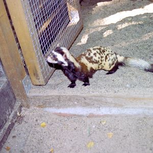 Marbled Polecat at Magdeburg 09/09/2005