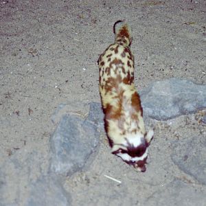 Marbled Polecat at Magdeburg 09/09/2005