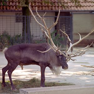Reindeer at Magdeburg 09/09/2005