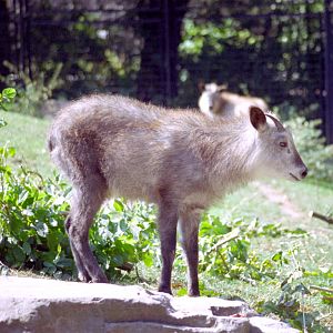 Japanese Serow at Magdeburg 09/09/2005