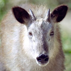 Japanese Serow at Magdeburg 09/09/2005