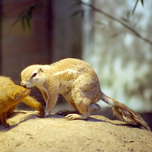 Cape Ground Squirrel at Magdeburg 09/09/2005