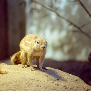 Cape Ground Squirrel at Magdeburg 09/09/2005