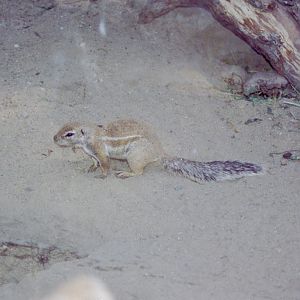 Cape Ground Squirrel at Magdeburg 09/09/2005