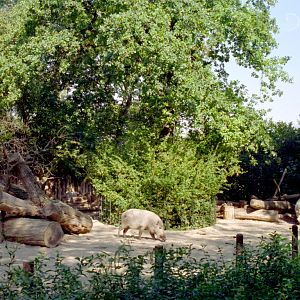 Bearded Pig paddock at Magdeburg 09/09/2005