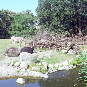 African Plains at Magdeburg 09/09/2005
