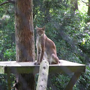 Grishkin the Eurasian Lynx