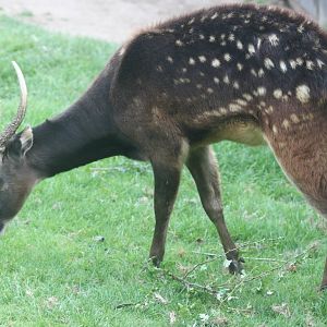 Prince Alfred's deer; Colchester; 8th August 2009