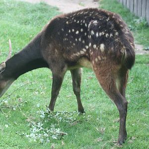 Prince Alfred's deer; Colchester; 8th August 2009