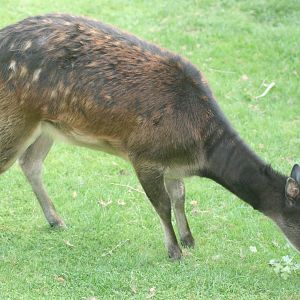 Prince Alfred's deer; Colchester; 8th August 2009