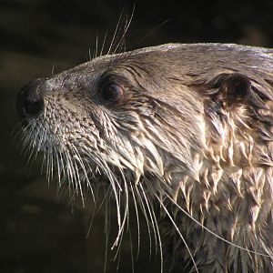 American River Otter