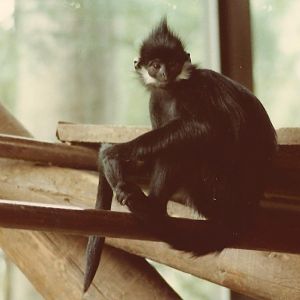 Whittier Southeast Asian Exhibits 1983 - Francois' Langur in Monkey Hou