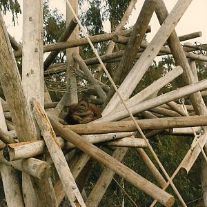 Whittier Southeast Asian Exhibits 1983 - Orangutan Exhibit