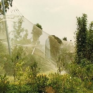 Whittier Southeast Asian Exhibits 1983 - Aviary