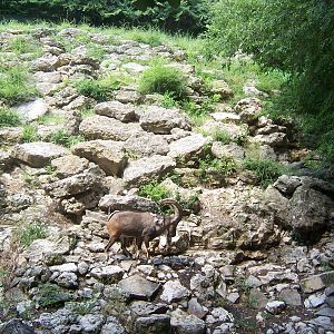 Nubian Ibex