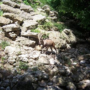 Nubian Ibex