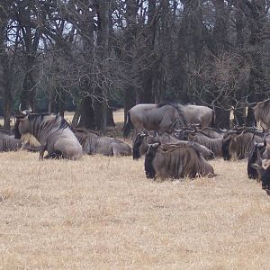 Wildebeest