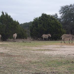 Hartmann's Mountain Zebra