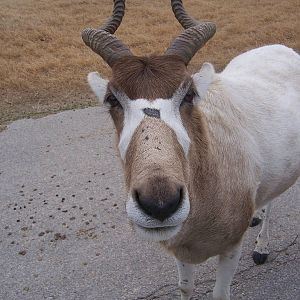 Addax
