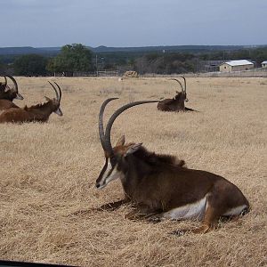 Sable Antelope