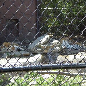 Amur Tiger- Beardsley Zoo MAY07 VIII