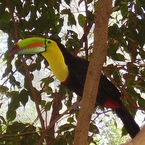 Keel Billed Toucans- Beardsley Zoo MAY07
