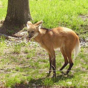 Maned Wolf- Beardsley Zoo MAY07 VIII