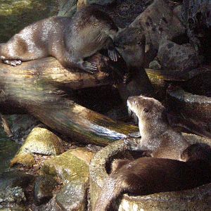 N A River Otter pups 2 mnths old - Beardsley Zoo JUL07 III