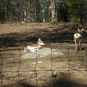 Pronghorn- Beardsley Zoo MAY07 V