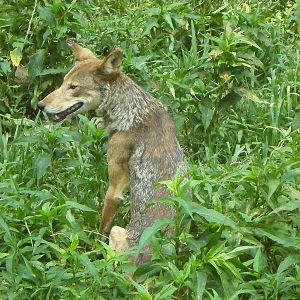 Red Wolf - Beardsley Zoo JUL07