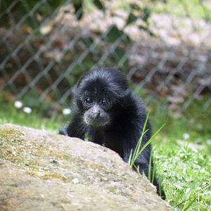 Baby Siamang 2