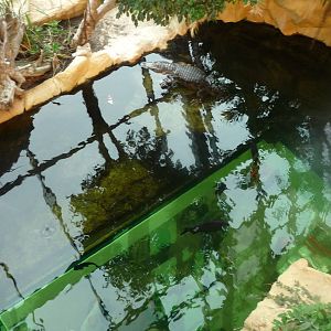 Haus des Meeres Vienna New Caiman Exhibit