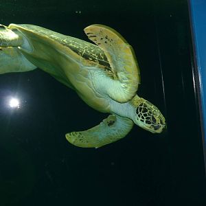 Haus des Meeres, Vienna