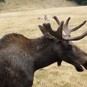 435-Acre Enclosure - Bighorn Sheep + Moose