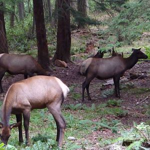 435-Acre Enclosure - Roosevelt Elk