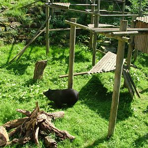 Asian Black Bear enclosure at Dudley 09/08/09