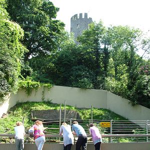 Bear enclosure with Castle at Dudley 09/08/09