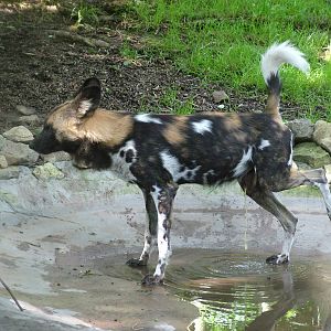 African Wild Dog at Dudley 09/08/09