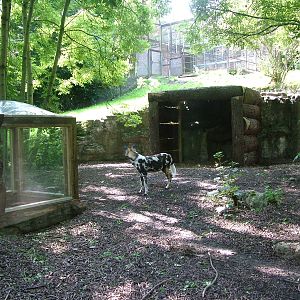 African Wild Dog enclosure at Dudley 09/08/09