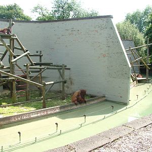 Bornean Orang-utan enclosure at Dudley 09/08/09