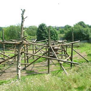 Chimpanzee enclosure at Dudley 09/08/09