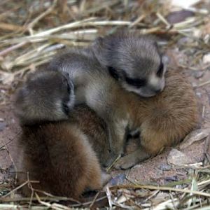 Meerkat babies Yorkshire Wildlife Park 9/8/09