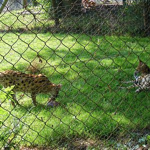 Shingi and Gandalf the servals at Marwell Wildlife, 9 August 2009