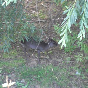 Blue Duiker at Edge of Africa (9/8/09)