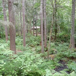 Black Bear Enclosure