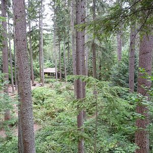 Grizzly Bear Enclosure