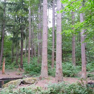 Black Bear Enclosure - Bear Asleep in Corner