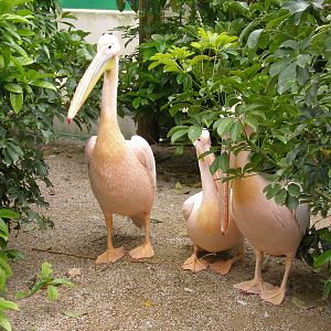zoo de cap ferrat pellicani rosa