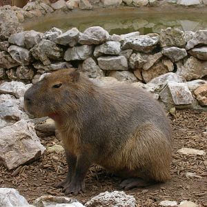zoo de cap ferrat capibara
