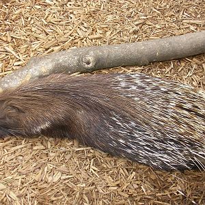 zoo de cap ferrat istrice